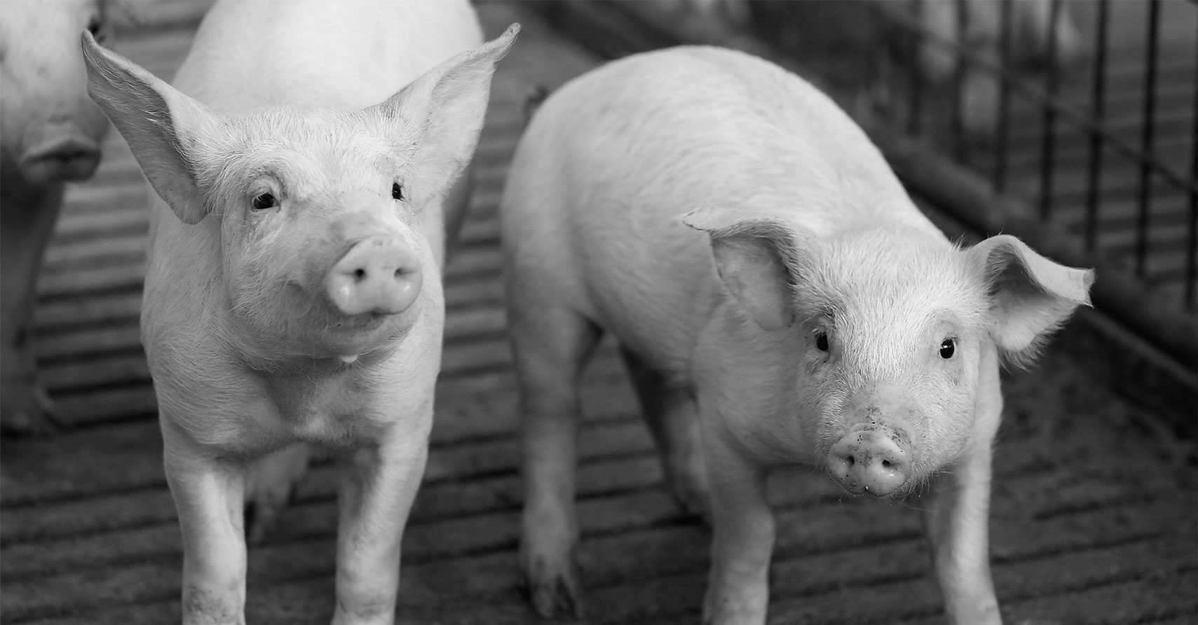 El cerdo, pieza clave en la gastronomía española